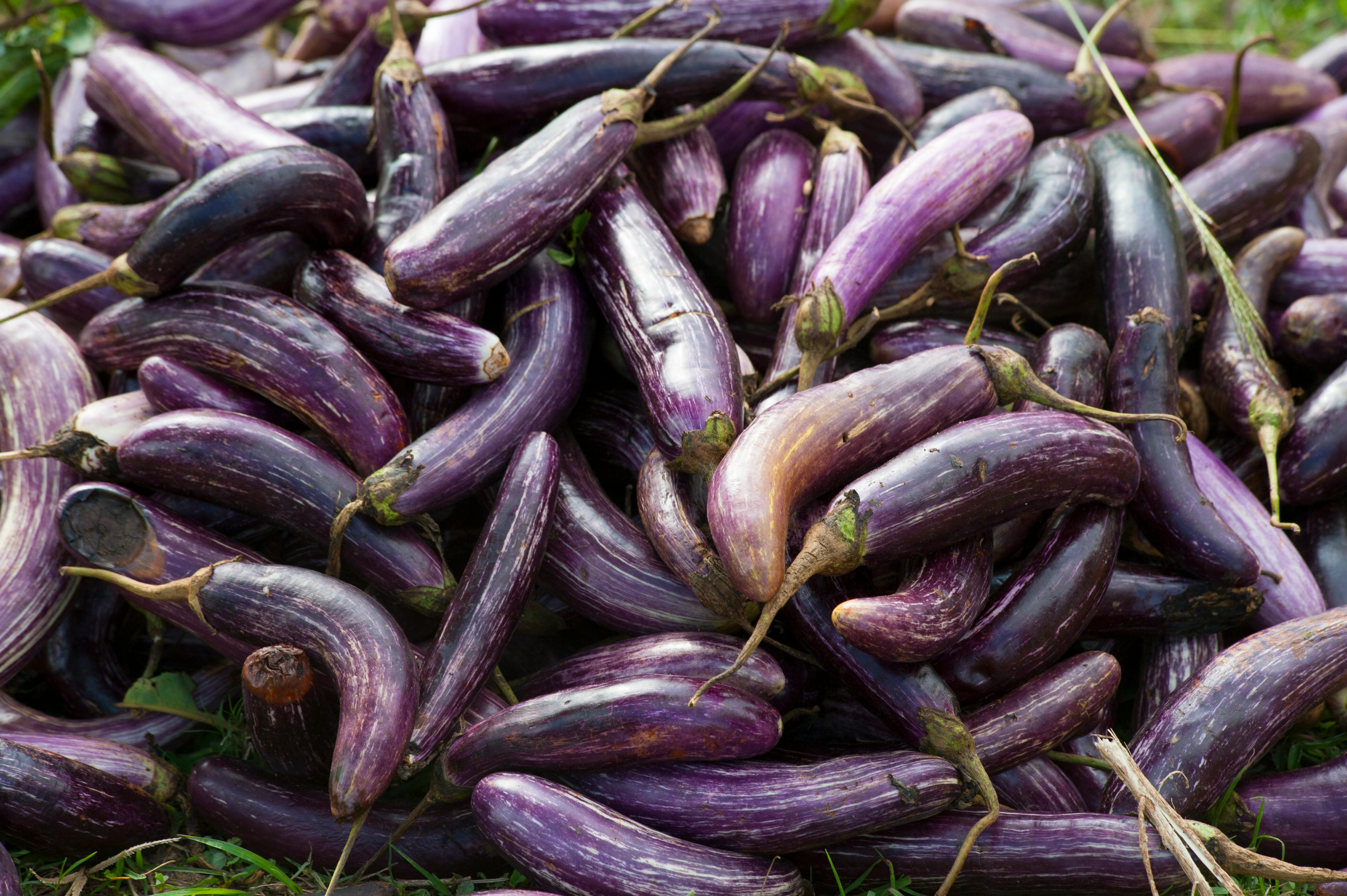 5 Audaciously Appetising Aubergines Recipes